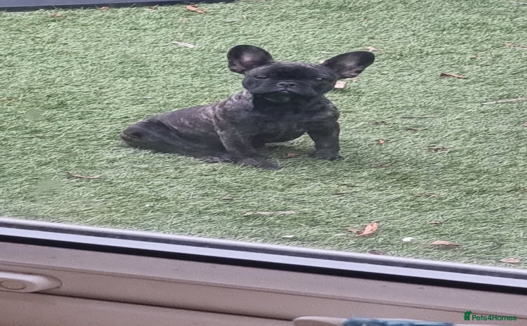 French Bulldog dogs - Advert 3