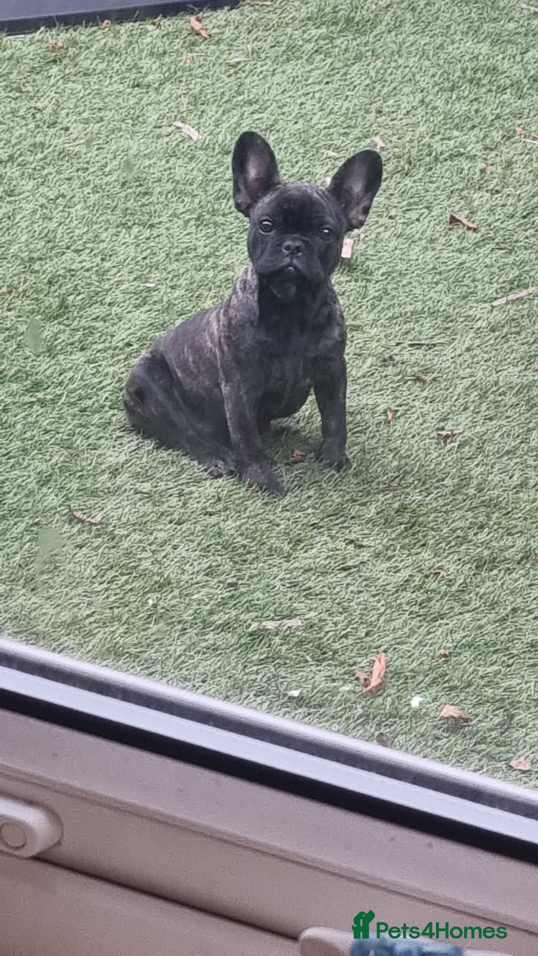 French Bulldog dogs for sale: Frenchie full breed female - Image 1