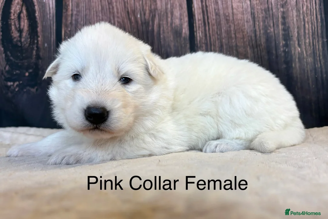 Mixed Breed dogs for sale: KC White Swiss Shepherd X KC German Shepherd Pups - Advert 8