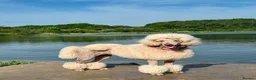 Standard Poodle dogs for sale: KC Standard Poodle Beautiful Puppies - Advert 2
