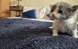 Ragdoll cats for sale: Ragdoll X Kittens  - Image 13