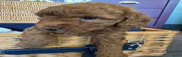 Miniature Poodle dogs for sale: Miniature Poodle puppies.  - Advert 24