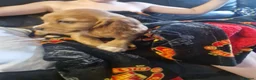 Cocker Spaniel dogs for sale: Here are 3 gorgeous cocker spaniel pups  - Advert 14