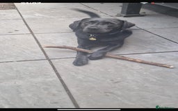 Labrador Retriever dogs for sale: Kc Silver & Charcoal Lab Puppies - Image 6
