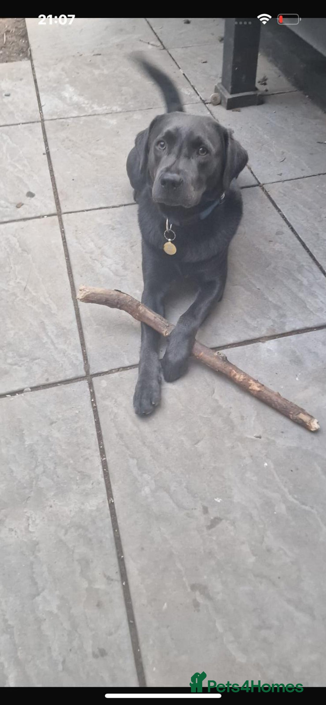 Labrador Retriever dogs for sale: Kc Silver & Charcoal Lab Puppies - Image 6