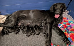 Flat coated Retriever dogs for sale: KC Flat Coated Retriever Puppies - Image 1