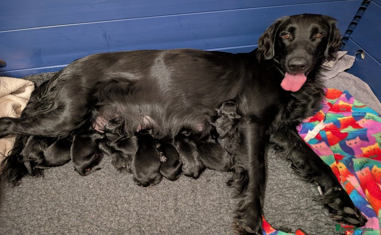 Flat coated Retriever dogs - Advert 1