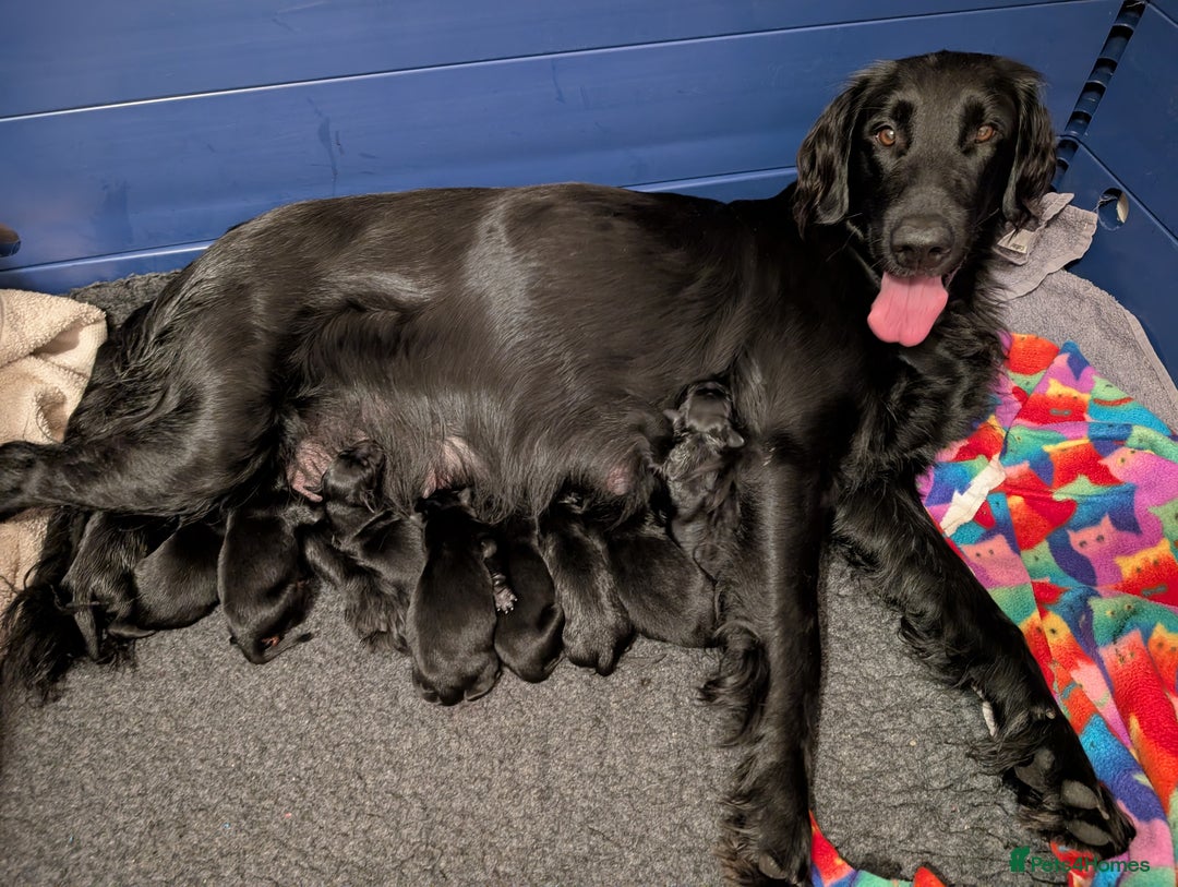 Flat coated Retriever dogs for sale: KC Flat Coated Retriever Puppies - Image 1