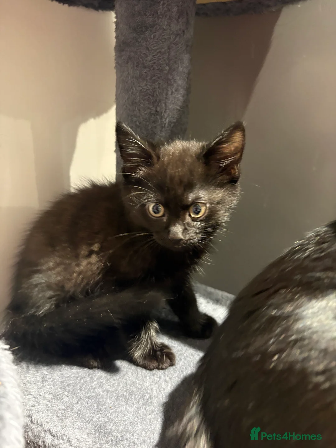 Domestic Shorthair cats for sale: Kittens for sale - Advert 7