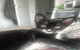 Domestic Shorthair cats for sale: 2 female kittens  - Image 2