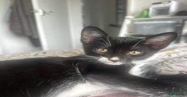 Domestic Shorthair cats - Advert 6