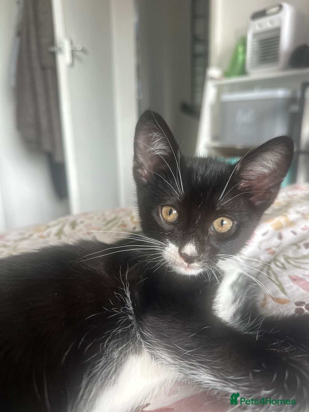 Domestic Shorthair cats for sale: 2 female kittens  - Image 2