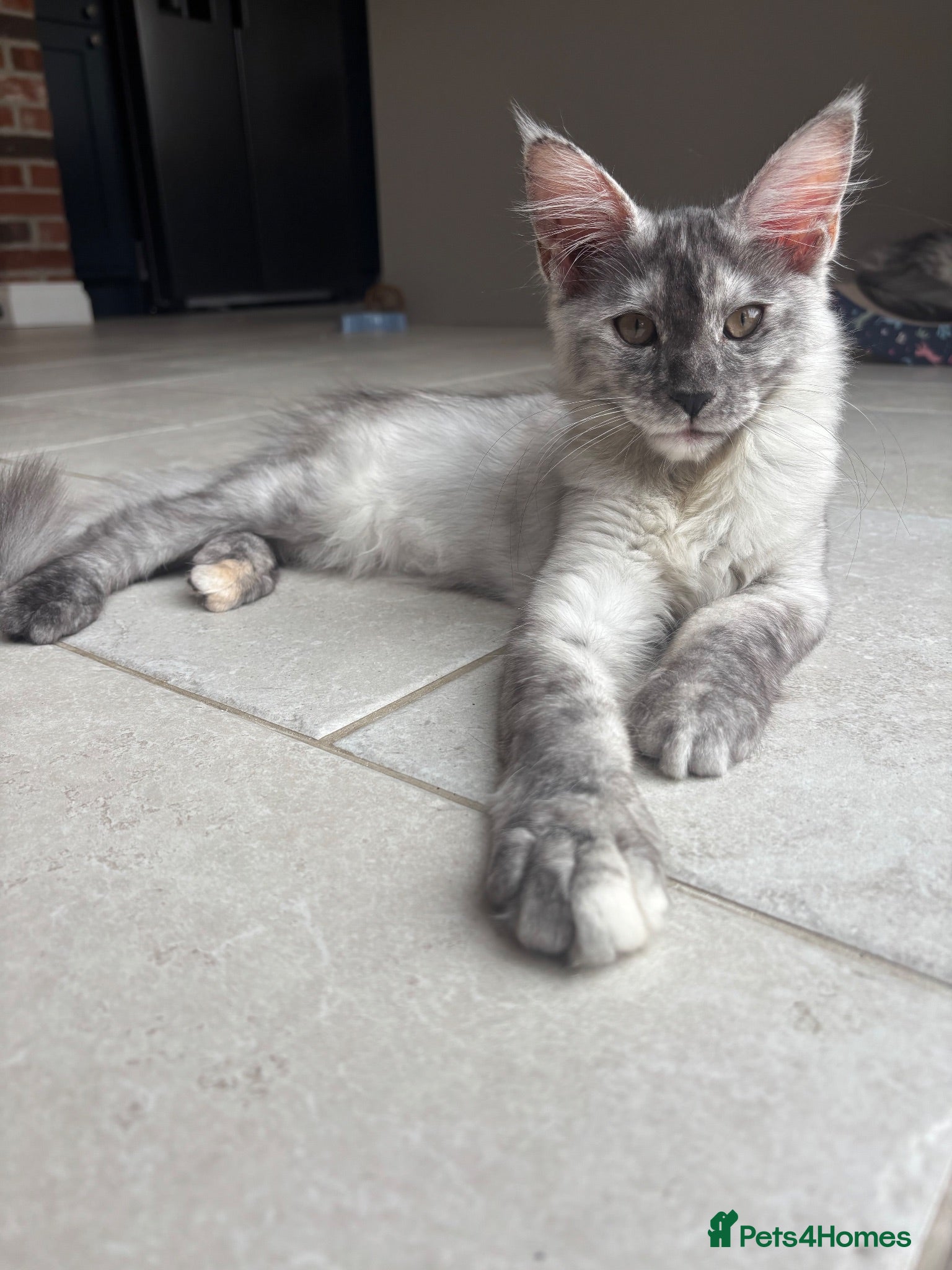 Maine Coon cats TICA Maine Coons - last girl - Advert 1