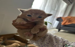 Domestic Shorthair cats for sale: 6 ginger kittens for sale - Image 7