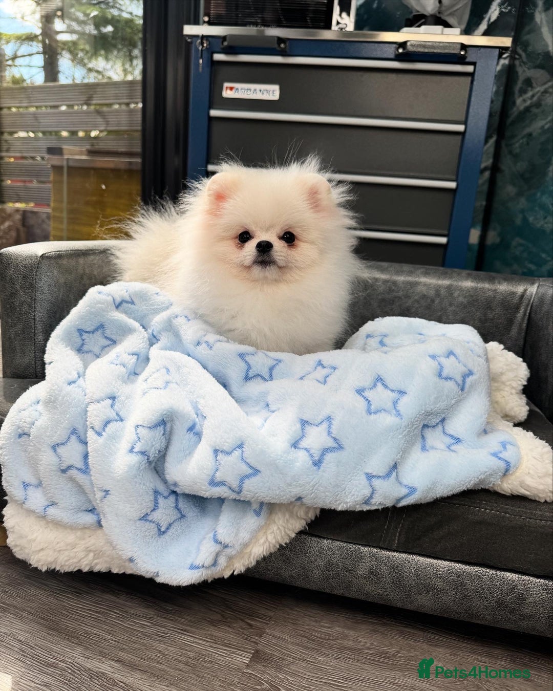 Pomeranian dogs for sale: Pomeranian Last Boy - Image 12