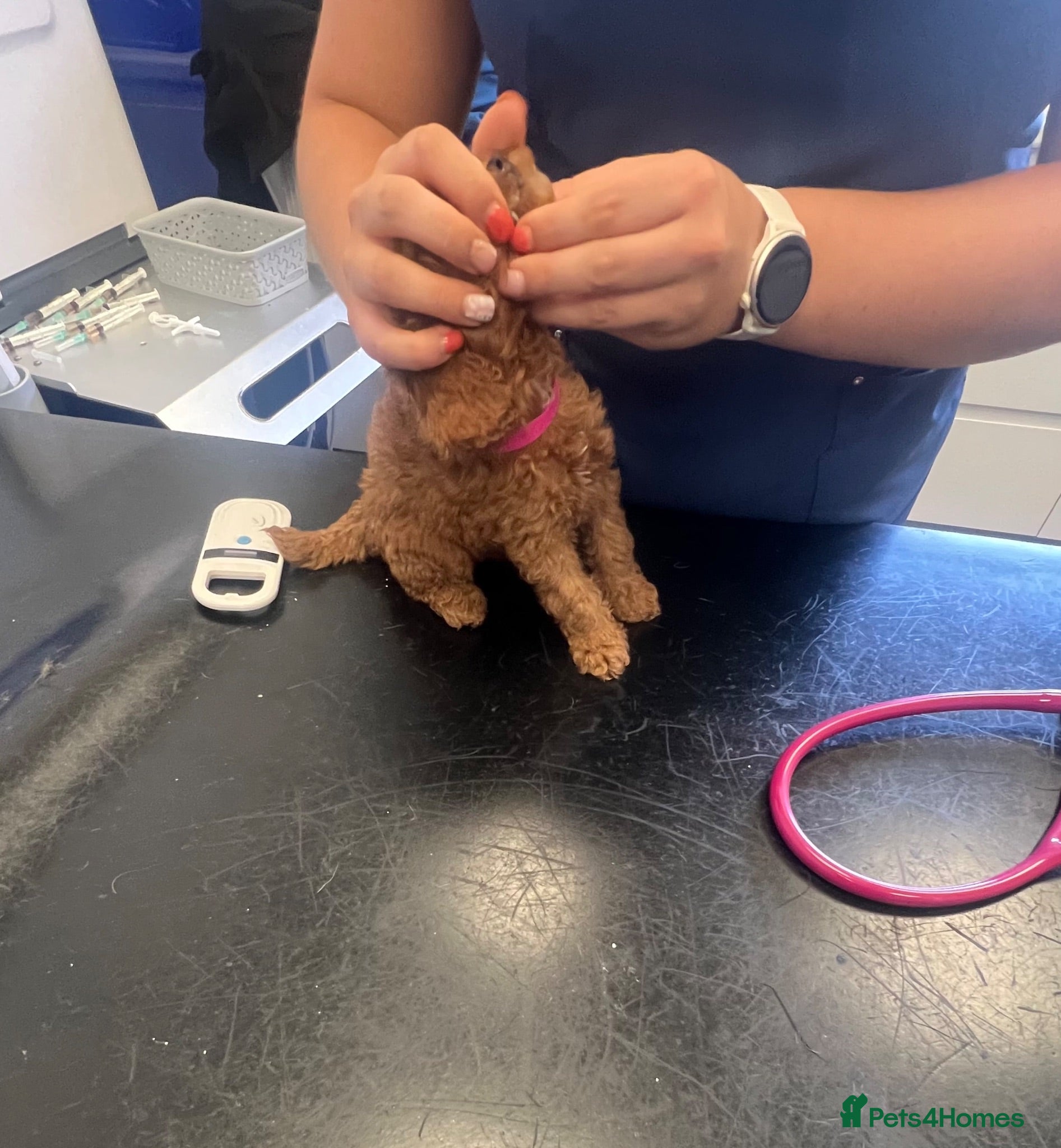 Cavapoo dogs Ready to leave Deep red curly toy Cavapoos 🐾 - Advert 1