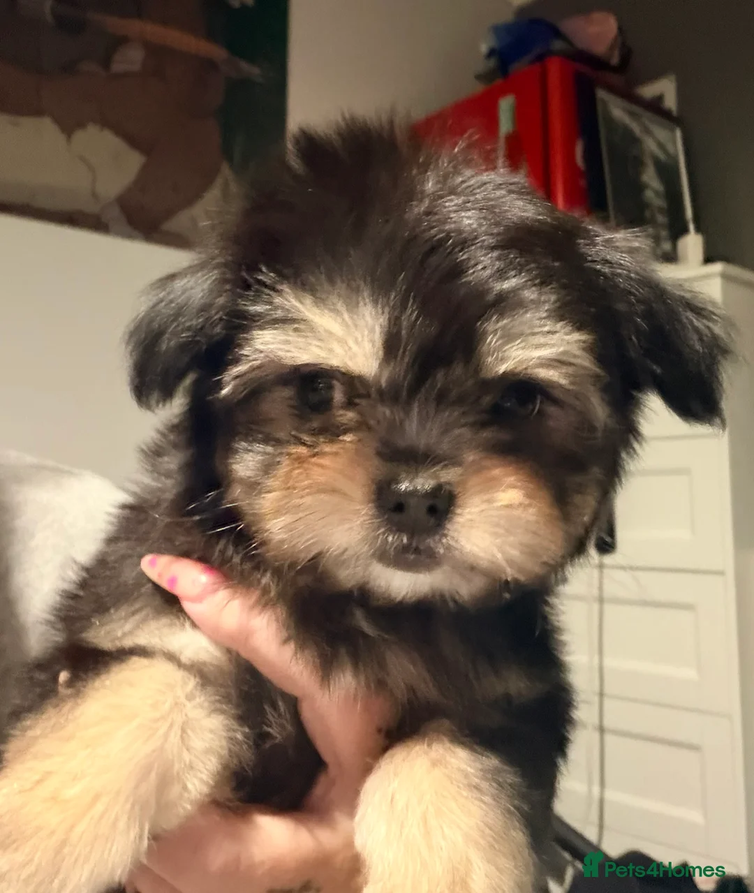 Mixed Breed dogs for sale: Ready now Malchi fluffy puppies  - Advert 18