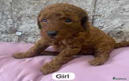 Miniature Poodle dogs for sale: Dark Red KC Miniature Poodles - Image 2