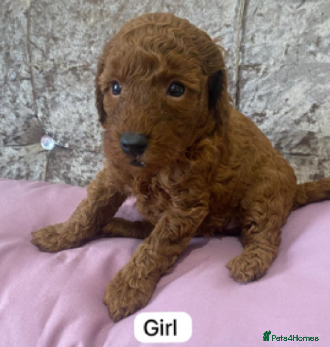 Miniature Poodle dogs for sale: Dark Red KC Miniature Poodles - Image 2