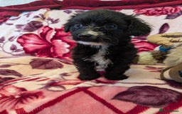 Mixed Breed dogs for sale: F1b cockapoo - Image 9