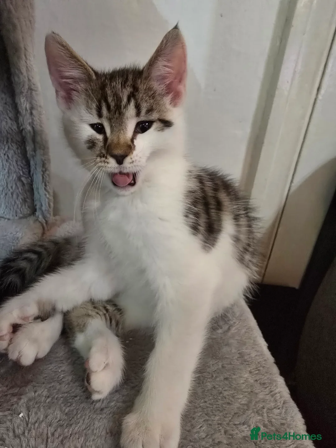 Maine Coon cats for sale: 7 beautiful Maine Coon X - Advert 7