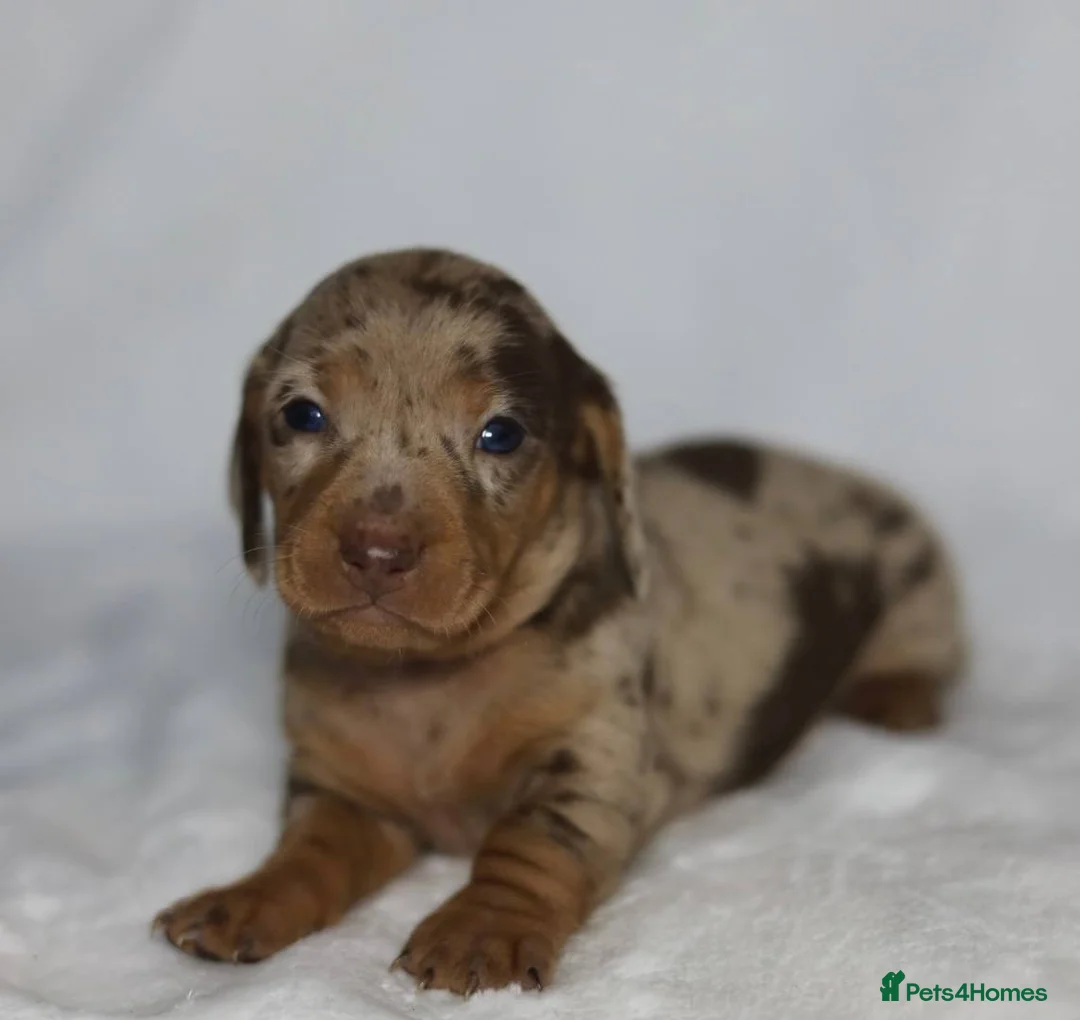 Dachshund dogs for sale: Pra clear KC REG MINIATURE Dachshund puppies  - Advert 3