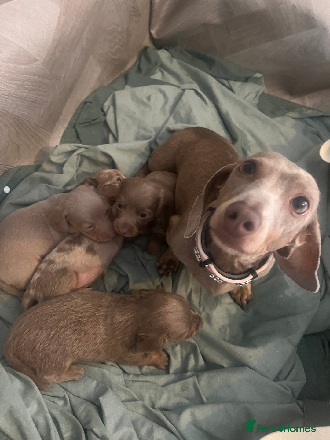Miniature Dachshund dogs for sale: Miniature dachshunds  - Image 2