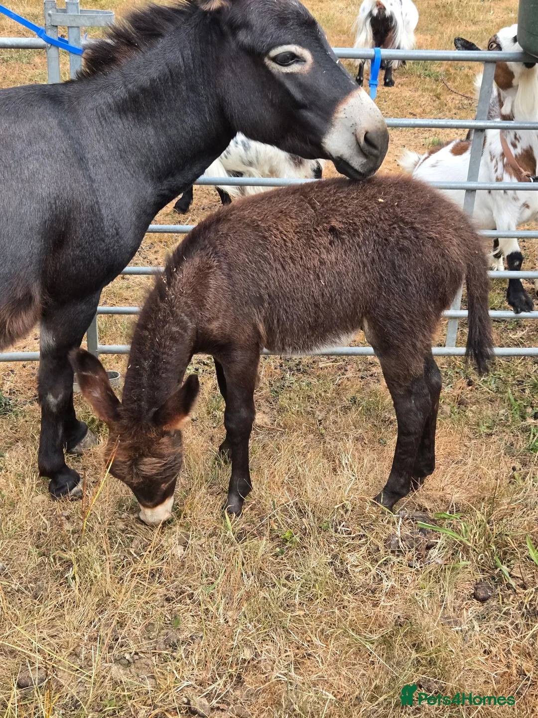 Donkey livestock for sale: Miniature Mediterranean Donkey Colt - Advert 2