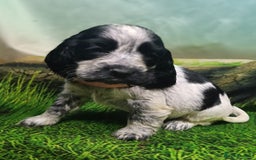 Cocker Spaniel dogs for sale: Show Type blue/Tri/chocolate Roan Cocker Spaniels  - Image 14