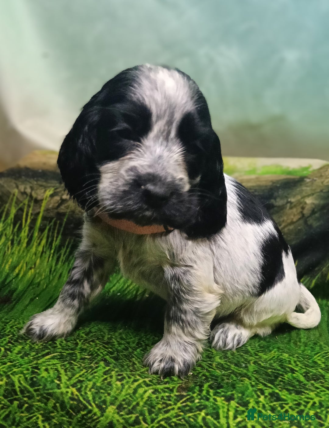 Cocker Spaniel dogs for sale: Show Type blue/Tri/chocolate Roan Cocker Spaniels  - Image 14