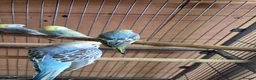 Budgerigars birds for sale: Baby buddies for sale - Advert 7