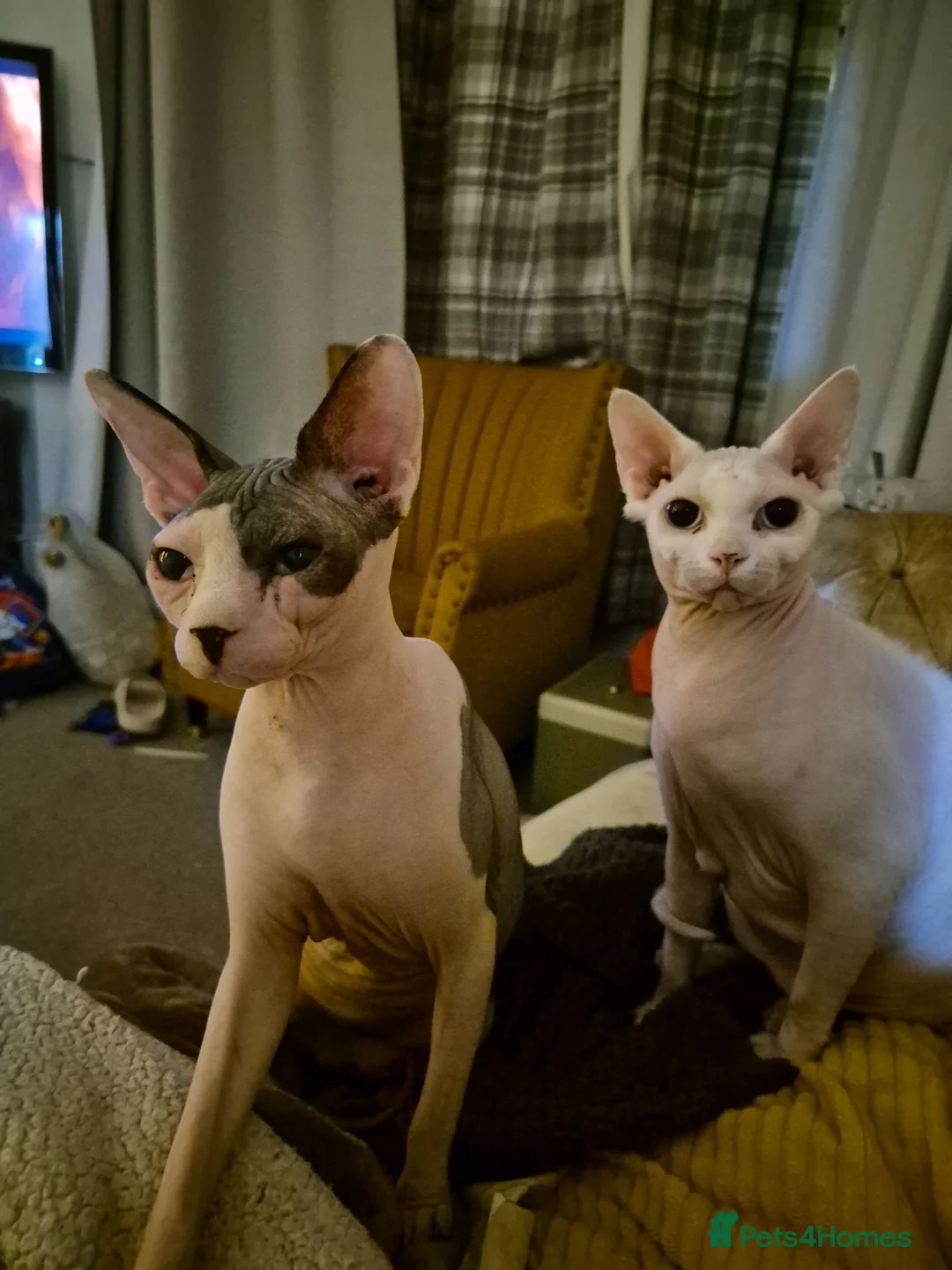 Sphynx cats for sale: Gorgeous bonded pair of Sphynx cats in Worthing - Advert 1