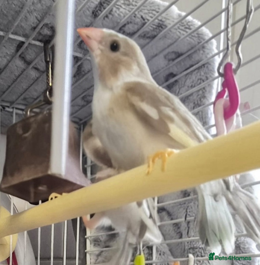 Finches birds for sale: Star finch beautifully babys - Image 1
