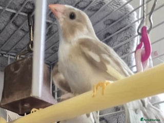 Finches birds - Advert 2