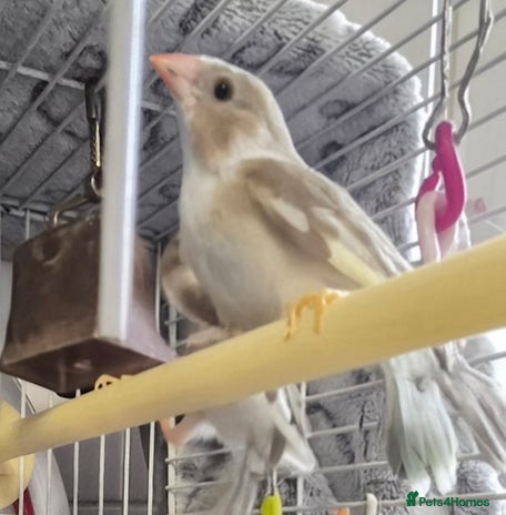Finches birds - Advert 1