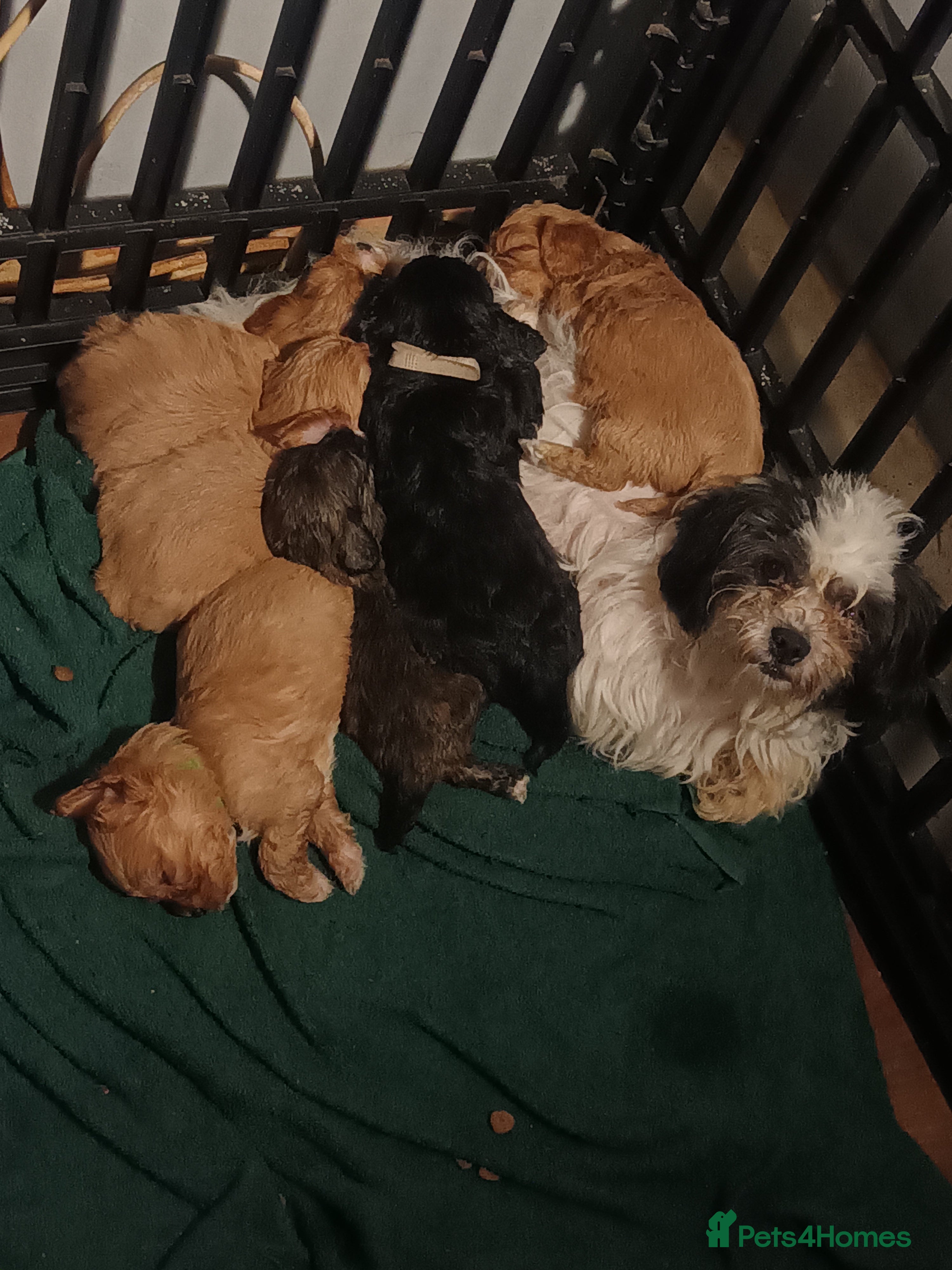 Cava Tzu dogs Cava-Tzu pups - Advert 15