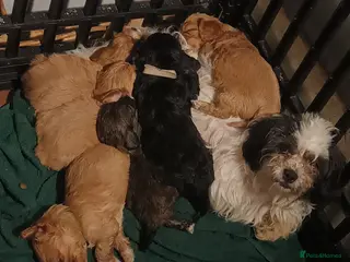 Cava Tzu dogs Cava-Tzu pups - Advert 15