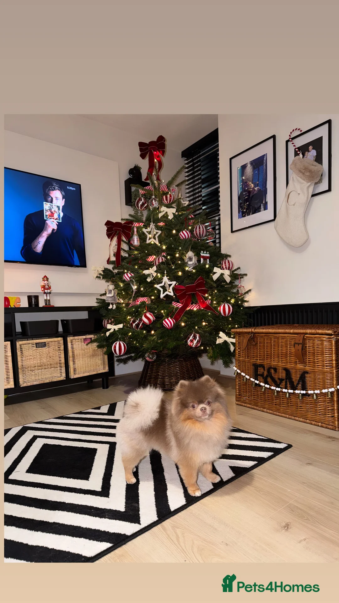 Pomeranian dogs for stud: Pablo - Advert 1