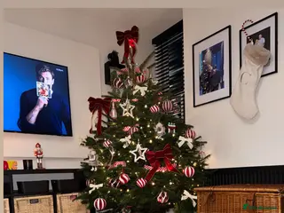 Pomeranian dogs Pablo in London - Advert 6