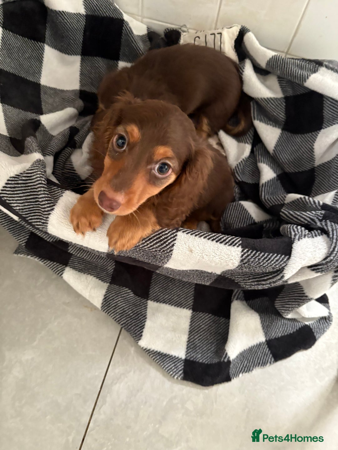 Miniature Dachshund dogs for sale: Last little long haired chocolate boy pup - Advert 1