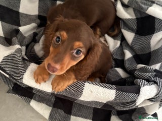 Miniature Dachshund dogs Long haired mini male dachshunds pups KC reg - Advert 4