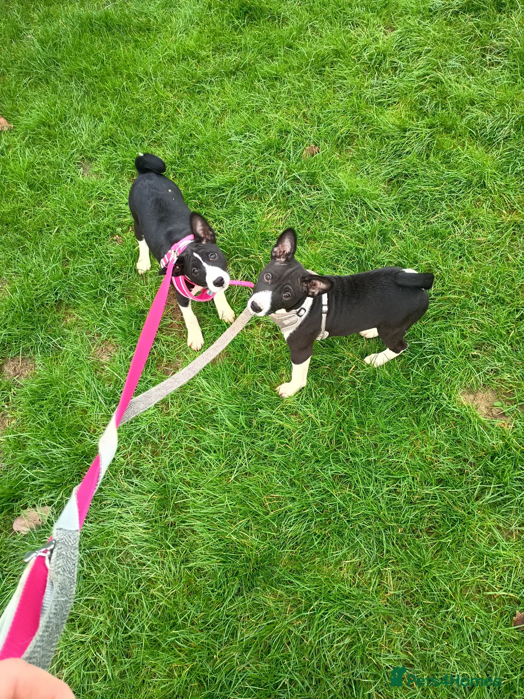 Basenji dogs for sale: Top quality lines pedigree Basenji pups.Ready now. - Advert 5