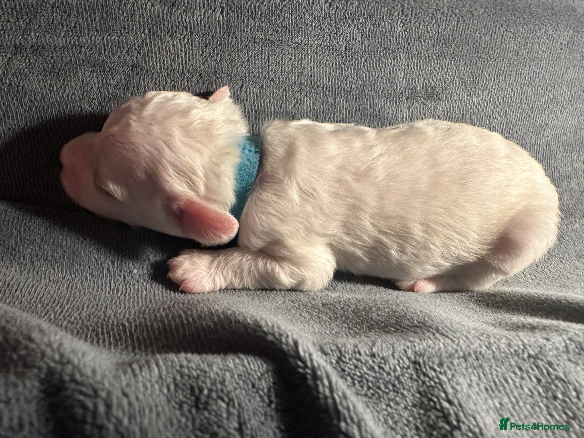 Maltese dogs Beautiful baby boys & girl Maltese puppy dogs  - Advert 15