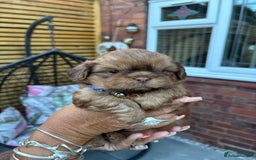 Shih Tzu dogs for sale: Shihtzu imperial  - Image 3