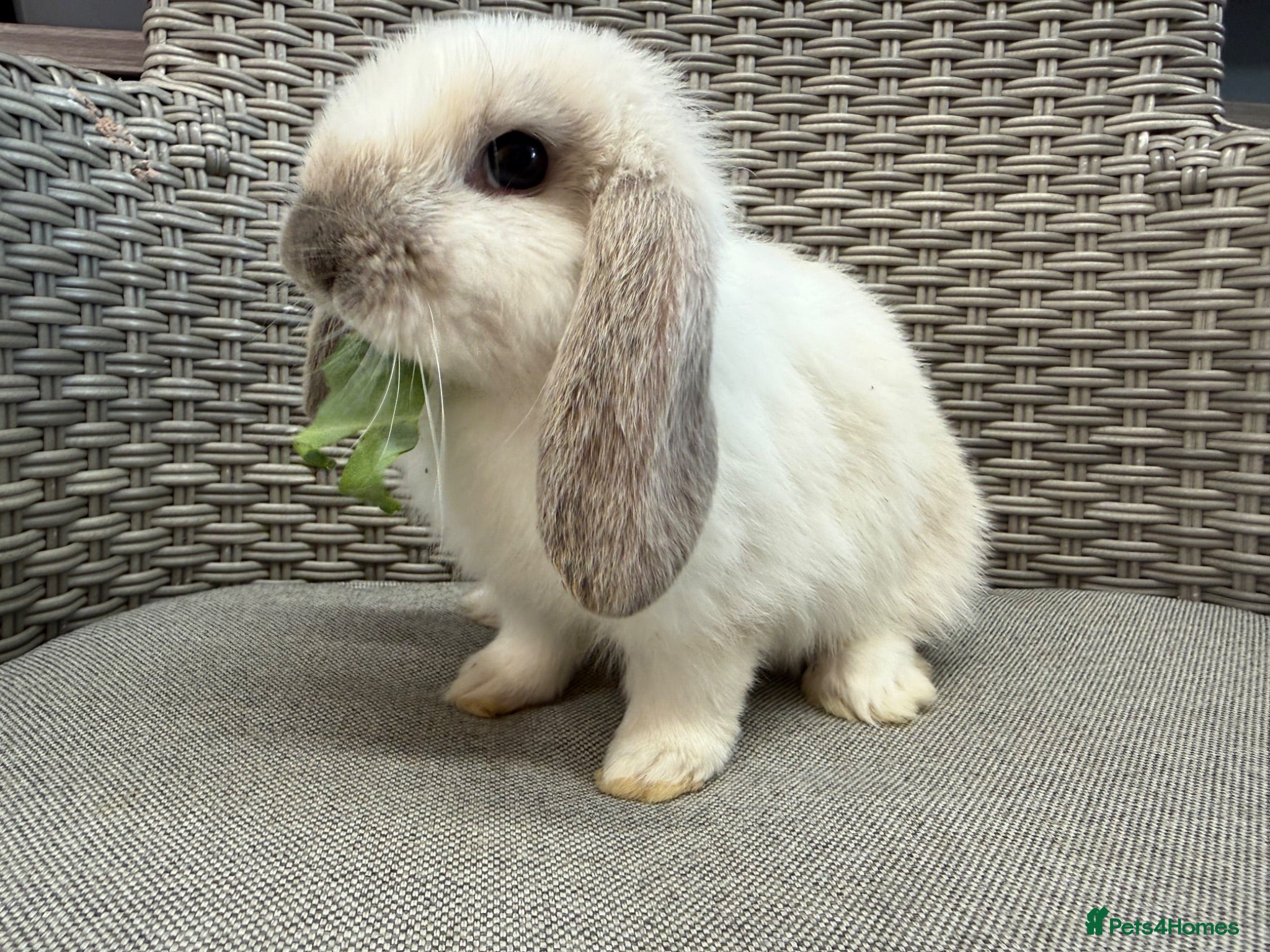 Mini Lop rabbits Friendly mini lops available  - Advert 4