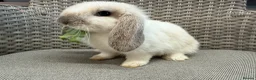 Mini Lop rabbits for sale: Friendly mini lops available  - Advert 1