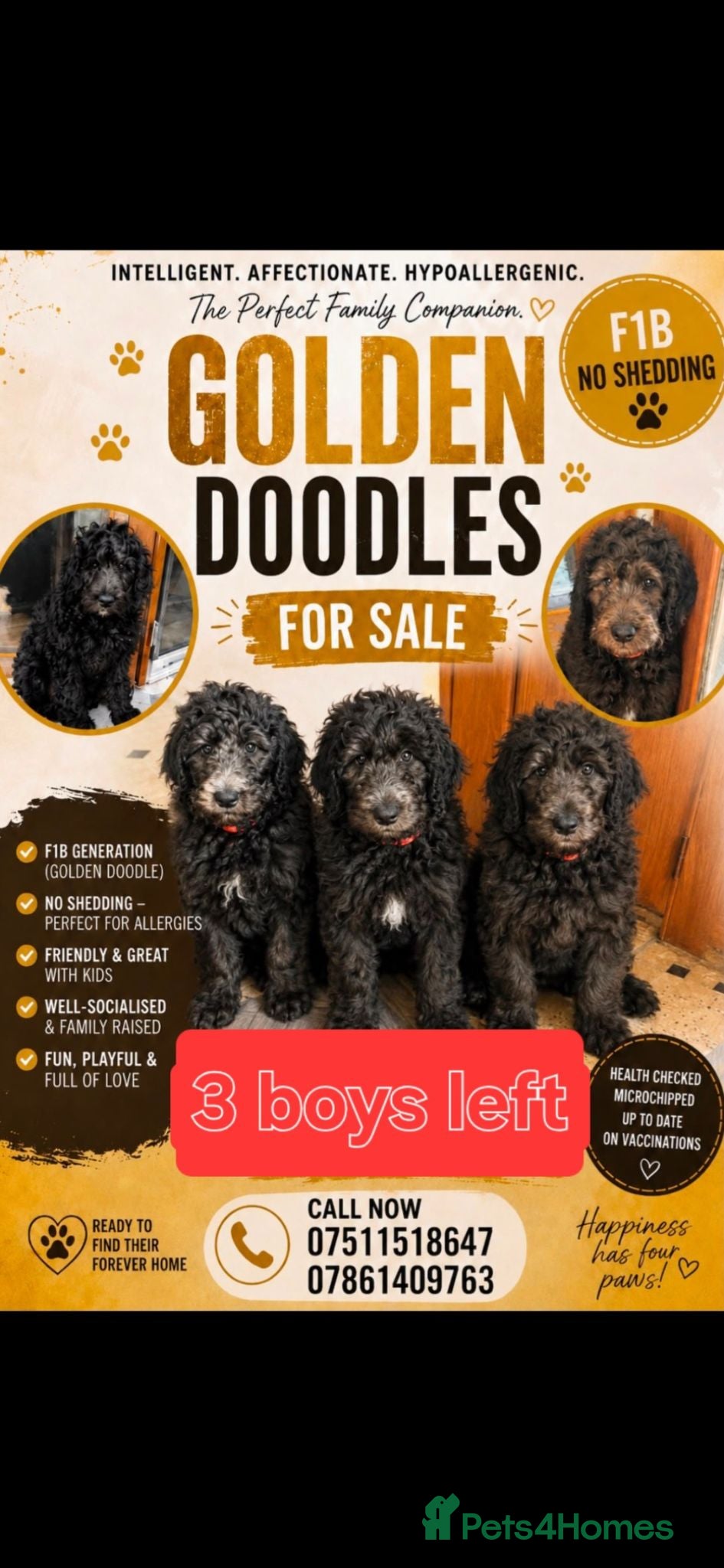 Goldendoodle dogs F1B Rare black standard Goldendoodle North Wales  - Advert 1