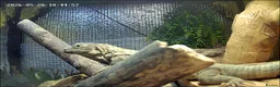 Iguana reptiles for sale: Guatamalan spiny tailed iguana  in Southport - Advert 4