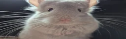 Chinchilla rodents for sale: A verity of Chinchillas rpa/rpac - Advert 19