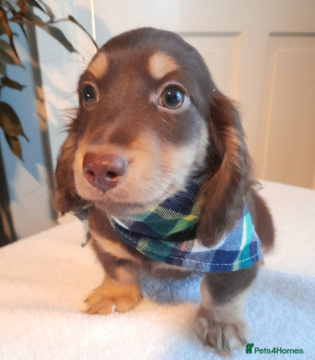 Miniature Dachshund dogs for sale:  Long haired minature daschunds  - Advert 12